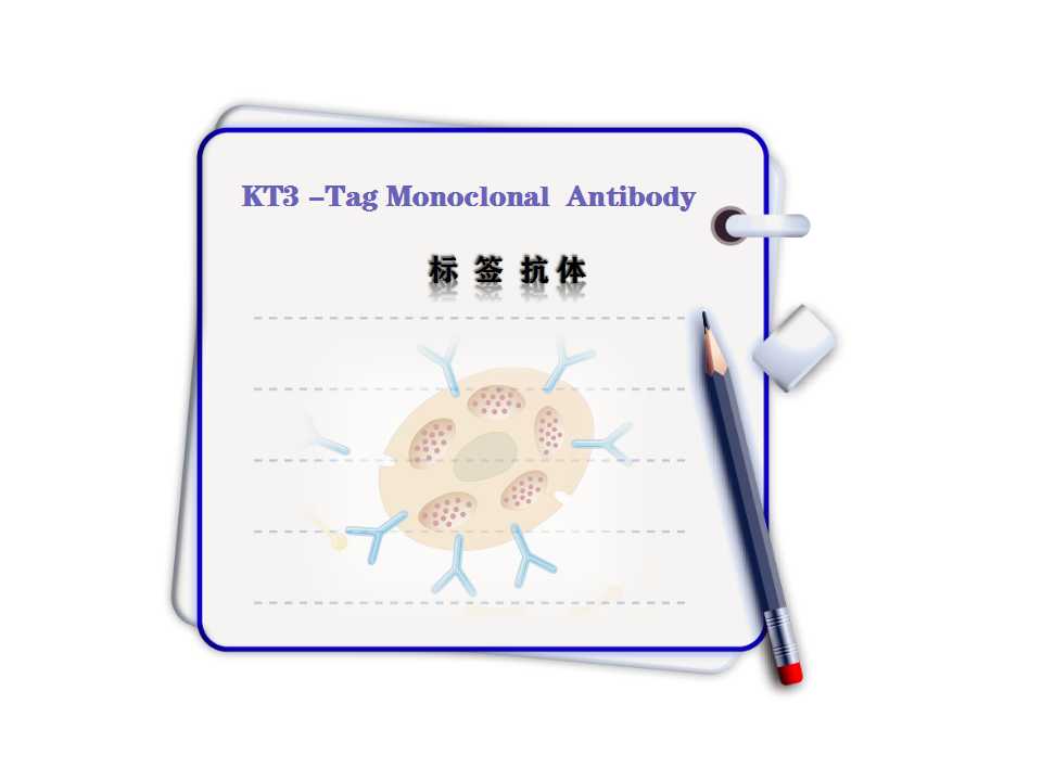 KT3-Tag Monoclonal Antibody-3D11-Tag標簽抗體