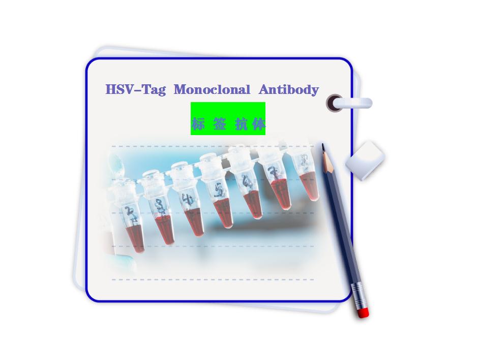 Hsv tag抗體-單克隆抗體-Monoclonal Antibody-9d7-標簽抗體