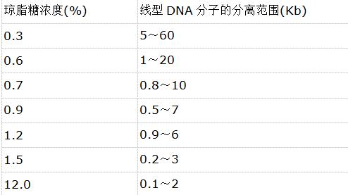 電泳