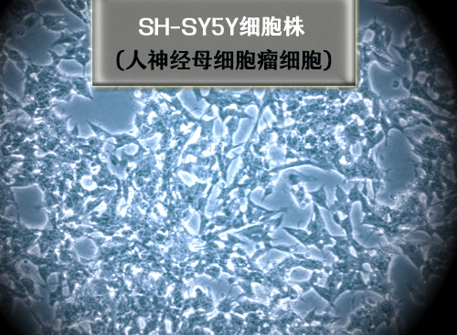 shsy5y細(xì)胞