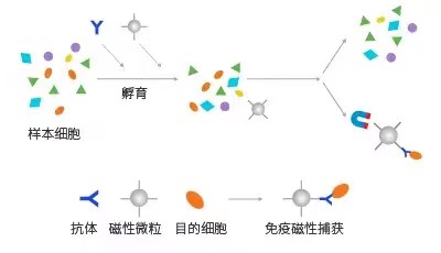 磁珠分選原理