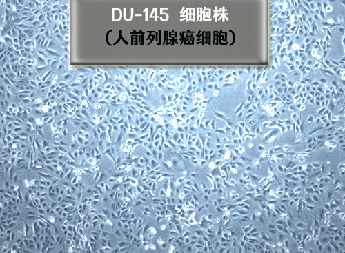 DU145細(xì)胞