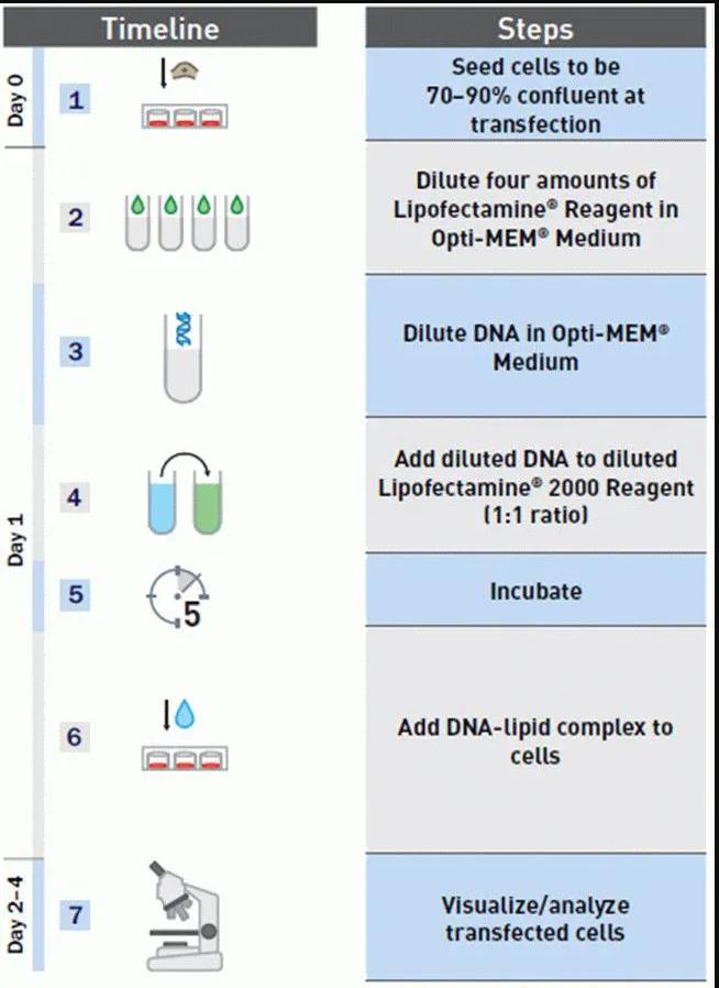 LIPO2000轉(zhuǎn)染試劑轉(zhuǎn)染步驟