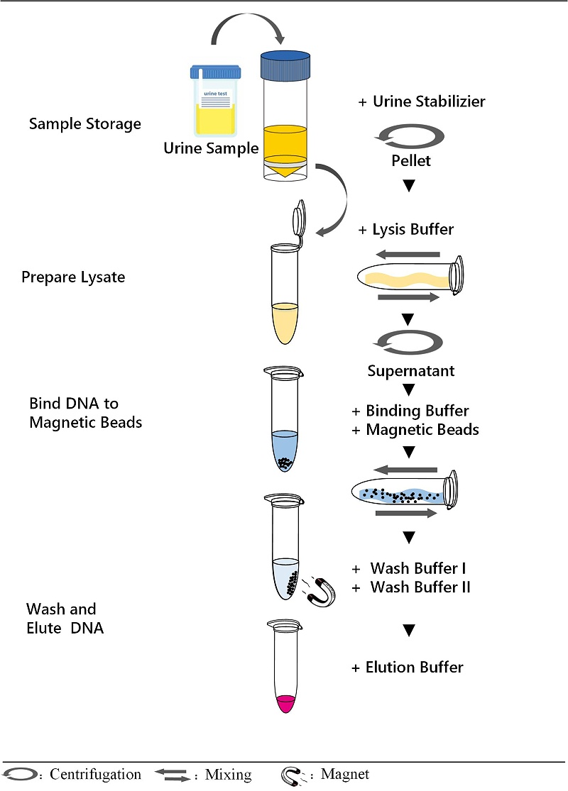 提取DNA