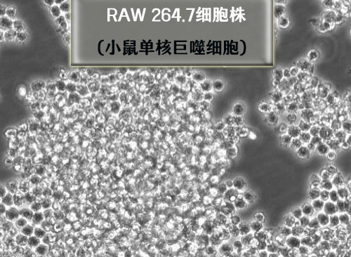 raw264.7巨噬細胞