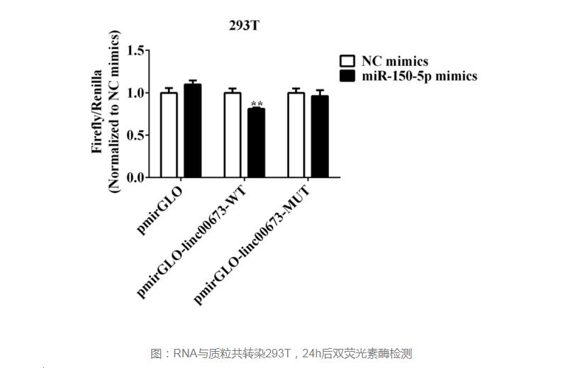 熒光素酶檢測(cè)