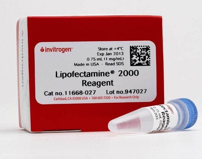 Lipofectamine 2000 轉(zhuǎn)染試劑-lip2000