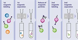 磁珠分選流程