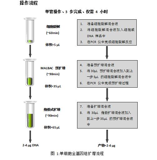 基因擴增