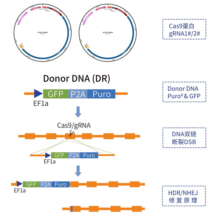 Cas9基因敲除細(xì)胞系服務(wù)