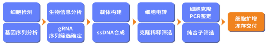 CS9技術(shù)流程