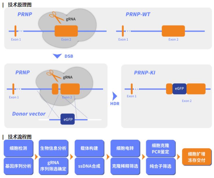 基因敲入技術(shù)原理圖