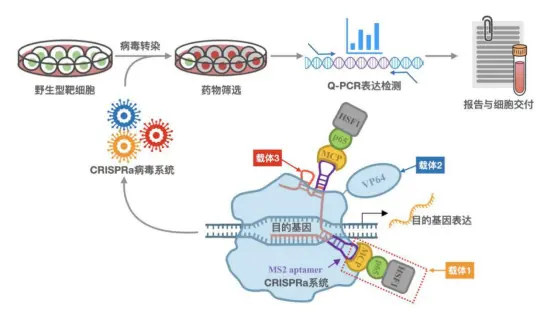 Cas9基因編輯-基因定點(diǎn)敲入技術(shù)服務(wù)