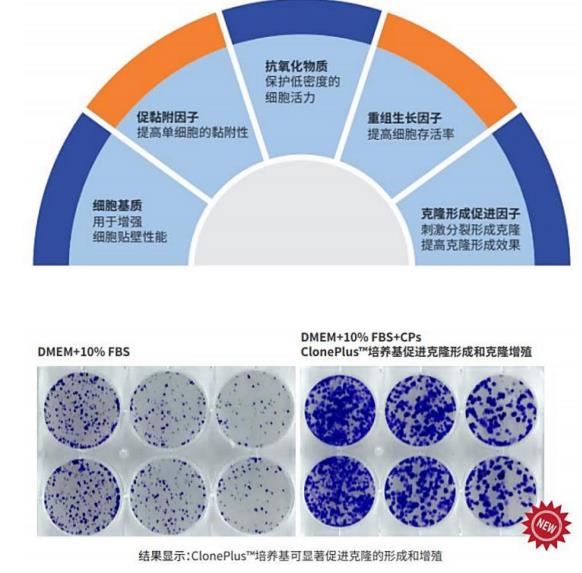 細(xì)胞增殖效果