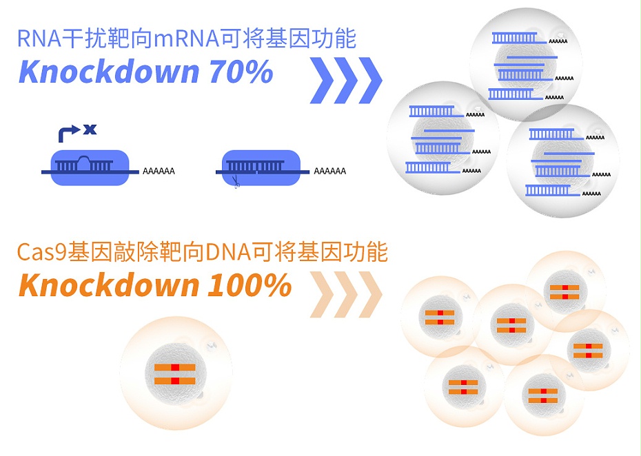 Cas9基因敲除細(xì)胞系服務(wù)