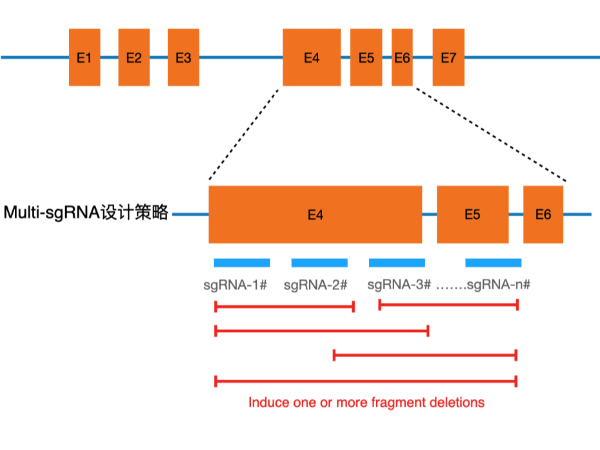 基因敲除細(xì)胞池 Cell Pool 構(gòu)建服務(wù)