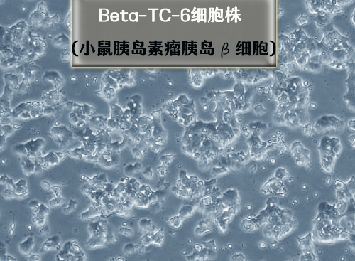 beta-TC-6細(xì)胞