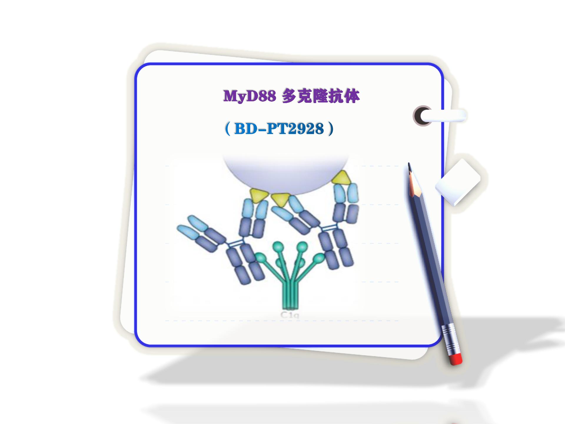 MyD88-多克隆抗體-MyD88 Polyclonal Antibody