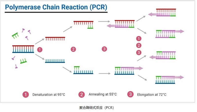 PCR