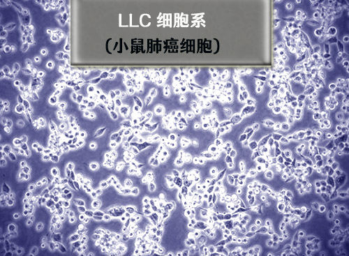 小鼠肺癌細(xì)胞系-LLC細(xì)胞