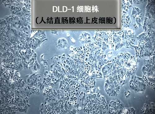 dld-1細(xì)胞