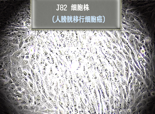 J82細(xì)胞