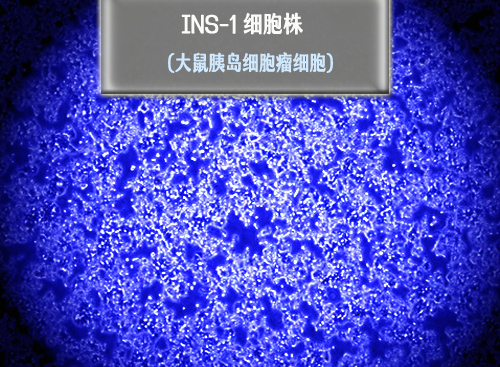 INS-1?細(xì)胞