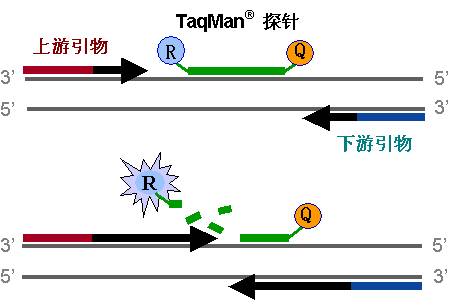 熒光定量PCR原理