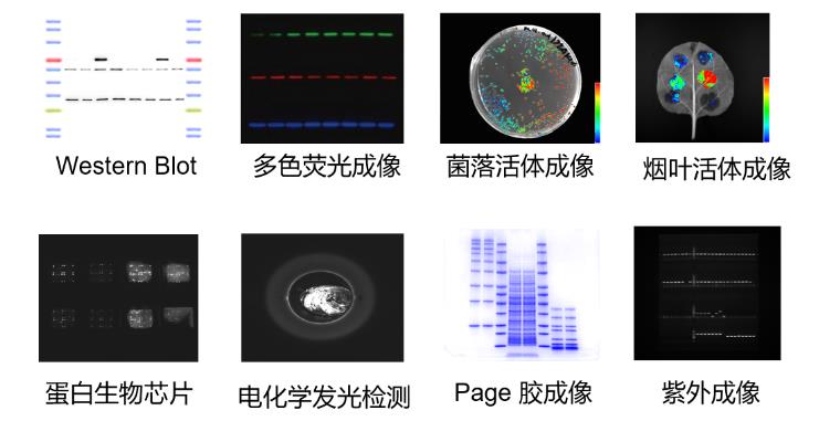 凝膠成像系統(tǒng)應(yīng)用