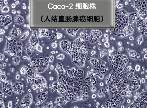 caco2細(xì)胞