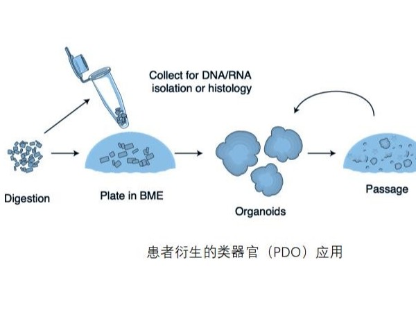 ipsc類器官-類器官PDO服務(wù)