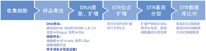 細(xì)胞系鑒定