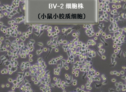 bv2小膠質(zhì)細(xì)胞