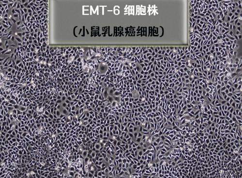 EMT-6細(xì)胞-小鼠乳腺癌細(xì)胞