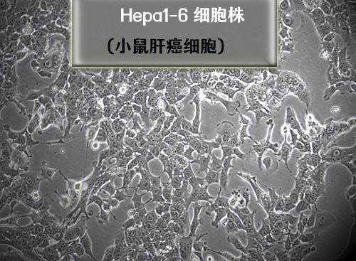 hepa1-6細(xì)胞