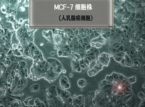 mcf7細胞