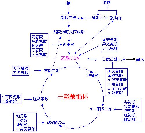 糖酵解