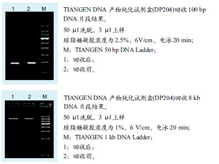 DNA純化