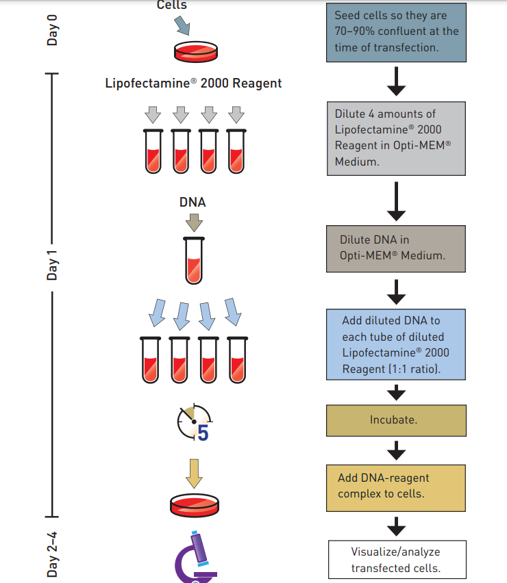 LIP2000細(xì)胞轉(zhuǎn)染步驟