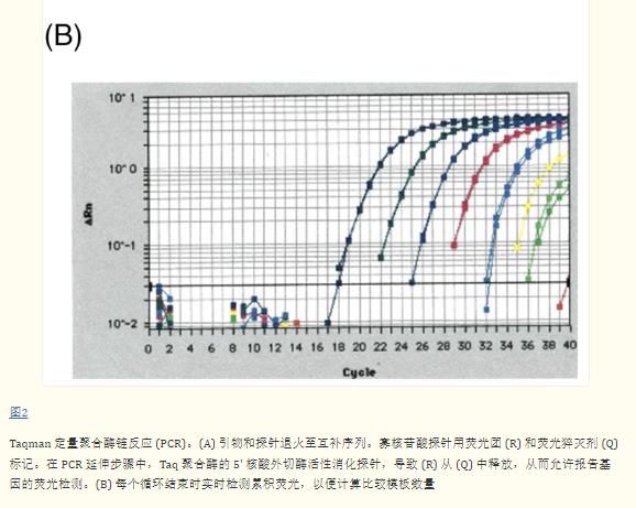 PCR熒光2