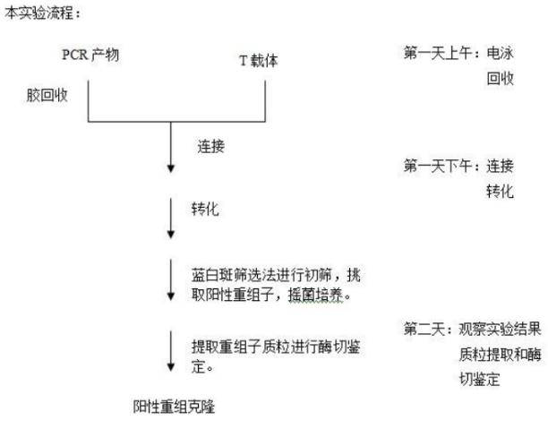 PCR流程圖