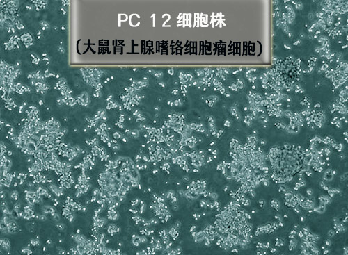 PC-12細(xì)胞