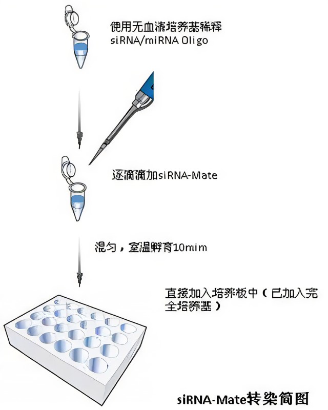 siRNA轉(zhuǎn)染