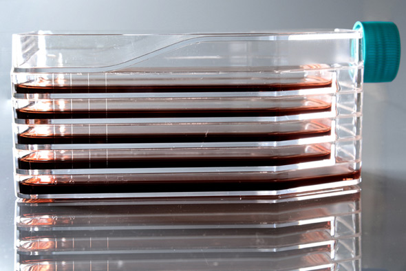 培養(yǎng)瓶耐思