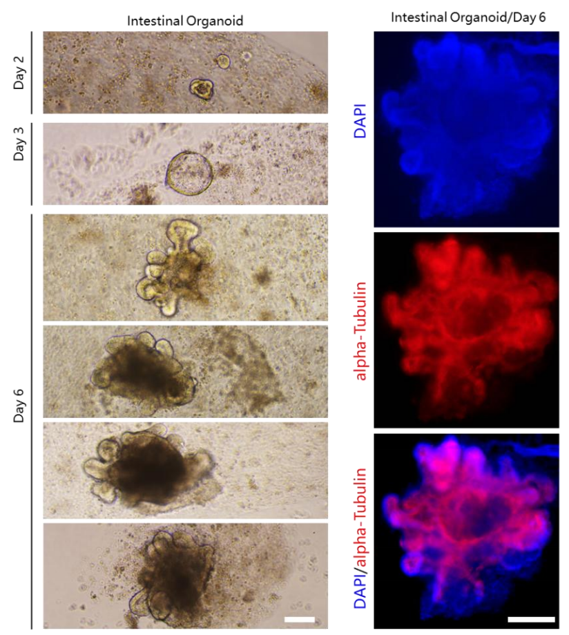 類器官構(gòu)建全流程中的常見問題及全流程避坑指南-儀器耗材清單