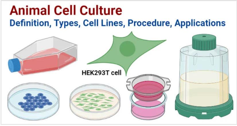 T細(xì)胞培養(yǎng)
