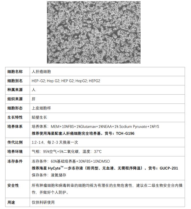 Hep-2細(xì)胞培養(yǎng)
