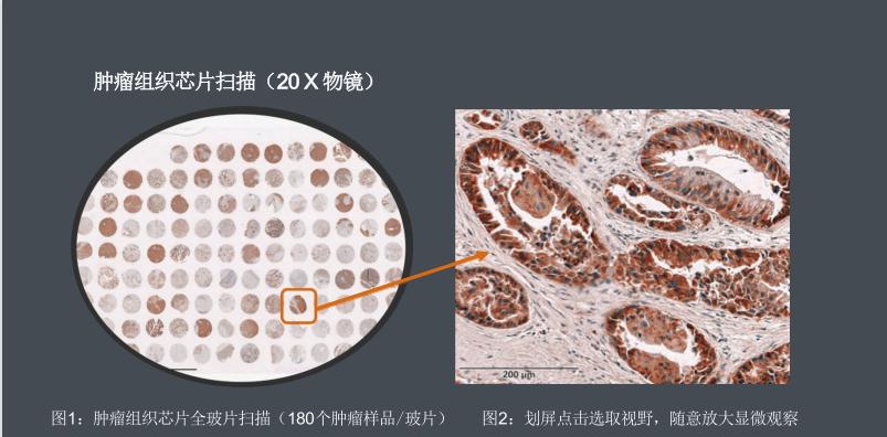 間充質(zhì)干細胞計數(shù)