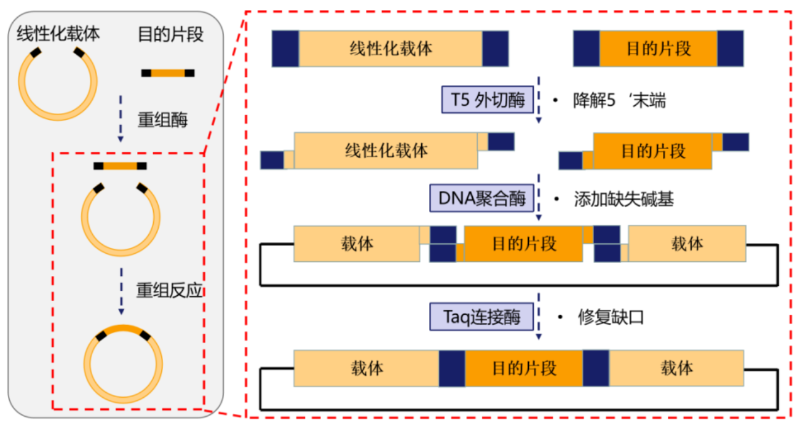 基因重組png