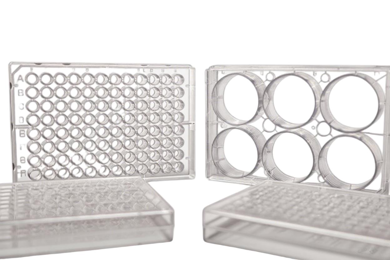 細(xì)胞培養(yǎng)